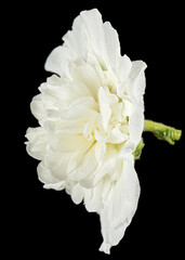 White flower of mallow, isolated on black background