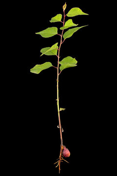 Apricot young tree with root and kernel, isolated on black background