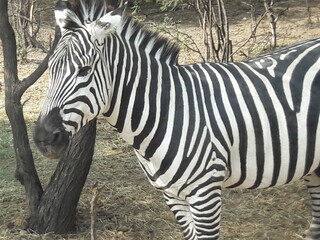 Fototapeta na wymiar Zebra close up in zoo in Leon Mexico