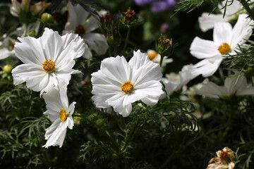 White cosmos flowers grow in the garden