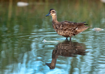 Juvenile Garganey and its reflection, Bahrain