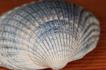 Muschel