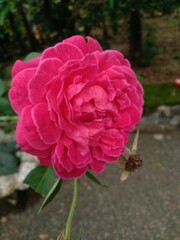 pink rose in garden