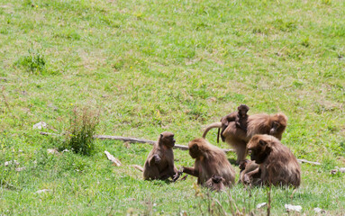 Gelada Baboon families arguing