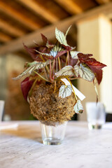 Hydroponic plant decoration as centerpiece in a chic restaurant. Outdoor lunch and dinner in exquisite decorated location.