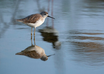 Marsh Sandpiper and its refleciton , Bahrain