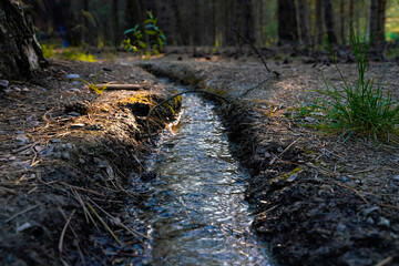 tiny stream irrigation through to forest