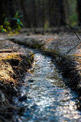 tiny stream irrigation through to forest