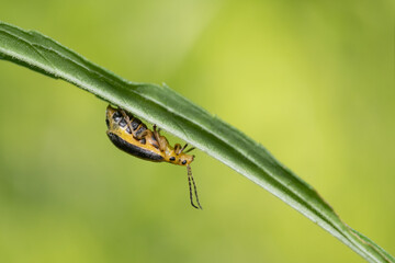A species of skeletonizing leaf beetle (genus Trirhabda) walks along the underside of a leaf in Toronto, Ontario's Taylor Creek Park.