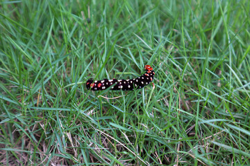 A beautiful caterpillar with white spots on black body, crawling on garden grass.