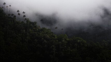 Cocora Vallée, les palmiers de colombie