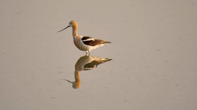 American Avocet in breeding plumage skimming for, catching and eating aquatic insects on this mirror-like pond