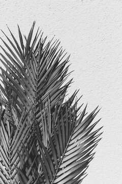 Summer abstract black and white photography of palm leaf and shadow of it over white wall.