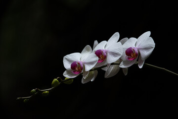 Phalaenopsis orchid flowers. Tropical flowers. Holiday, Women's Day, flowers cards.