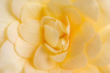 Macro of begonia flower head, close-of petals as background