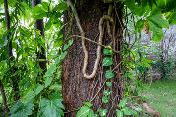 Small plants hanging in support of big old tree trunk.