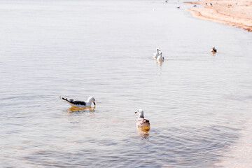 seagulls swim on the water