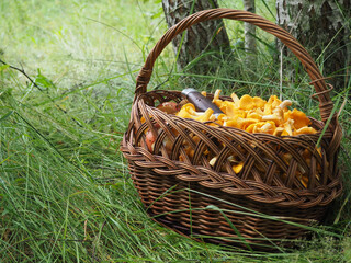 a full basket of chanterelle mushrooms in the forest in the grass. search for mushrooms in the...