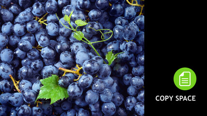 Grape background. Black grape with leaves. Grapes. Dark blue grape on black background. Copy space.