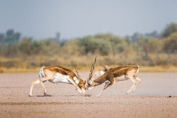 male blackbuck fighting in an open field Antilope fighting with full force from long horns in green...