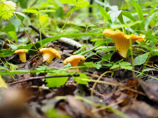 beautiful chanterelle mushrooms in the forest close-up. search for mushrooms in the forest