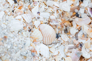seashells on the beach
