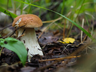 beautiful white mushroom in the forest. search for mushrooms. hobby