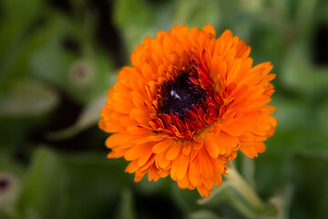 marigold orange flower calendula bloom