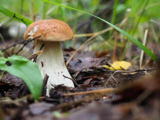 beautiful white mushroom in the forest. search for mushrooms. hobby
