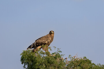 Steppe eagle or Aquila nipalensis perched on tree at jorbeer conservation reserve bikaner rajasthan india