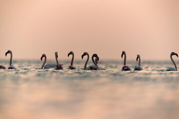 Greater Flamingos at dawn, Bahrain