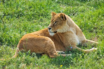 Fototapeta na wymiar Lioness Resting on the Grass