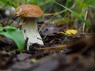 beautiful white mushroom in the forest. search for mushrooms. hobby