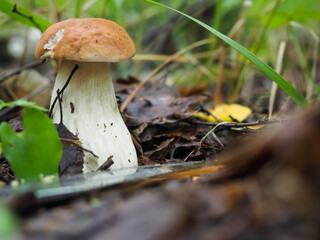 white mushroom with a knife on the ground in the forest. cutting mushrooms in the forest. hobby
