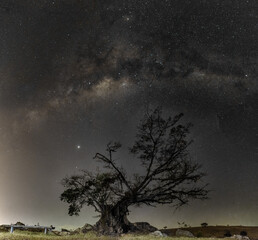 Obraz na płótnie Canvas night sky with tree