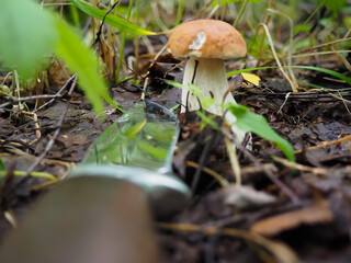 white mushroom with a knife on the ground in the forest. cutting mushrooms in the forest. hobby