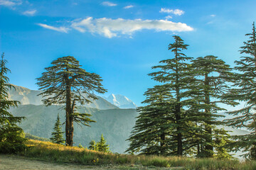 pine trees in the Hindukush  mountains in Chitral Pakistan