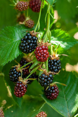 Branch of organic ripe blackberries in a garden. Black and red sweet berries growing on blackberry bush.
