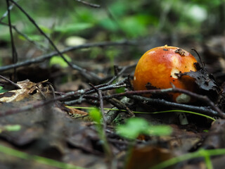  red mushroom Russula in the woods. search for mushrooms. hobby