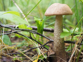 mushroom podberezovik in the grass in the forest. hobby. mushroom picking.
