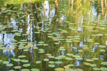 water lilies in the pond