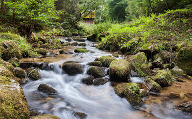 stream in the forest