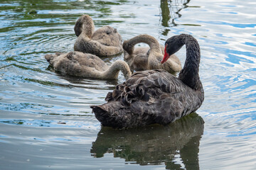 Fototapeta premium schwarzer Schwan