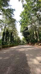 road in the forest