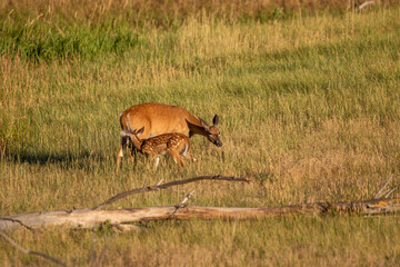 Whitetail Deer Doe and Fawn in Summer in Colorado