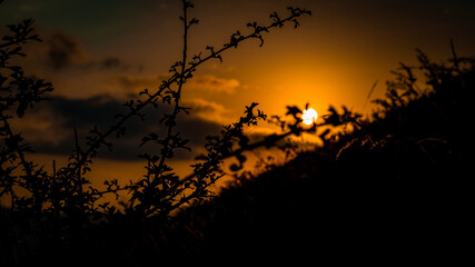 puesta de sol con vegetacion en primer plano