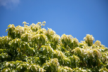 tropical greenery  against a blue sky