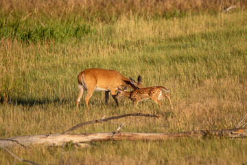Whitetail Deer Doe and Fawn in Summer in Colorado