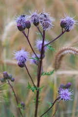 Die Blüten der Acker-Kratzdistel, Cirsium arvense, gesehen am Rand eines Getreidefeldes.