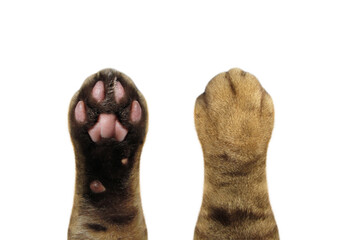 There are two paws of a scottish straight cat, top and bottom view. White background. Isolated.